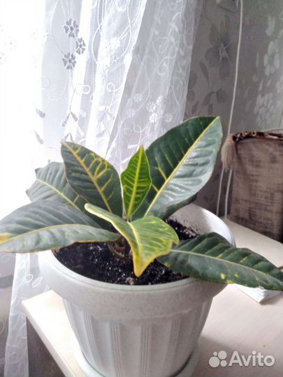 Драцена,Кротон,Аглаонема, Фикус, Аспарагус