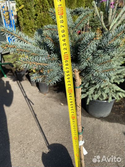 Елка Глаука Глабоза штамб 90+