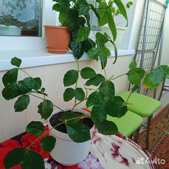 Жасмин комнатный