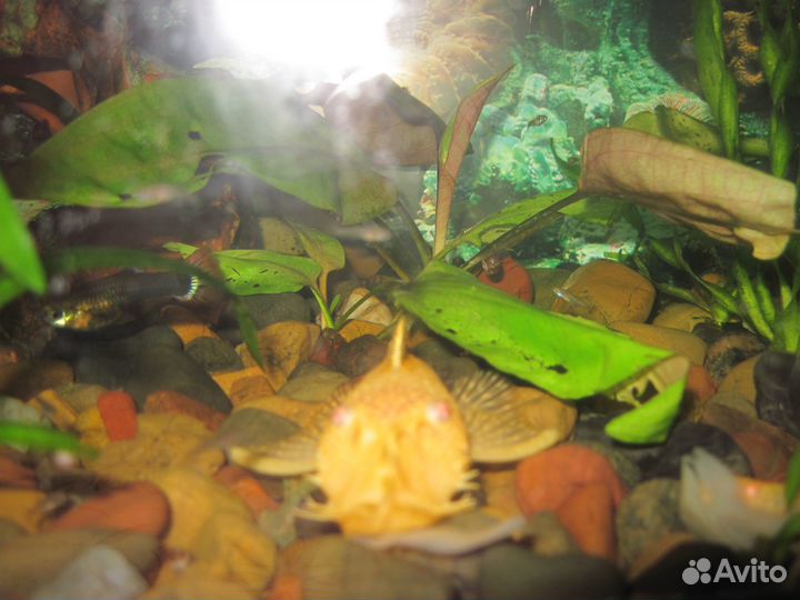 Бирюзовые попугаи Голубая панд и сомики Анциструсы