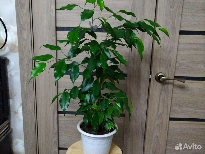 Фикус Бенджамина