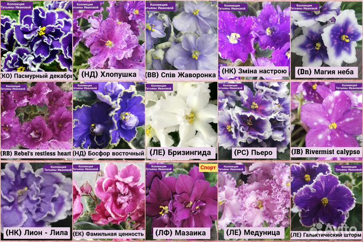 Сортовые фиалки, набор черенков почтой