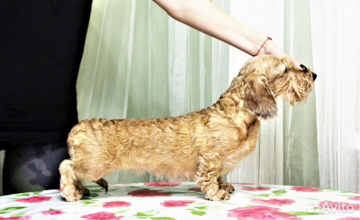 Жестики миниатюрные