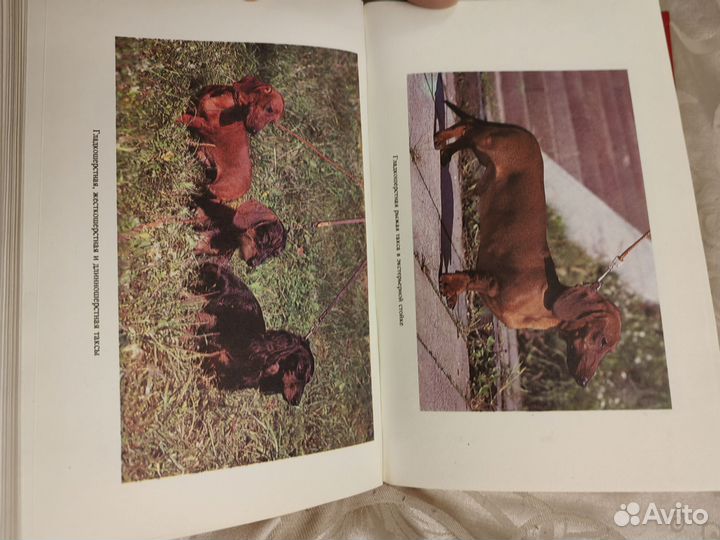 Книга Таксы. Автор известный заводчик этой породы