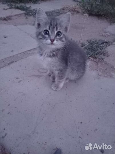 Кошечка в добрые руки