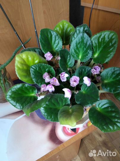 Фиалка в горшке