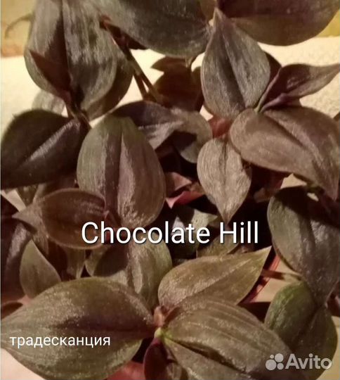 Традесканция