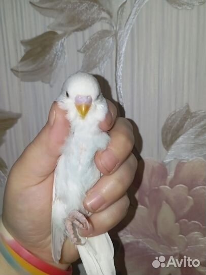 Волнистый попугай