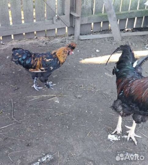 Петухи