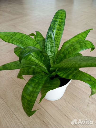 Сансевиерия ханни Филиппин