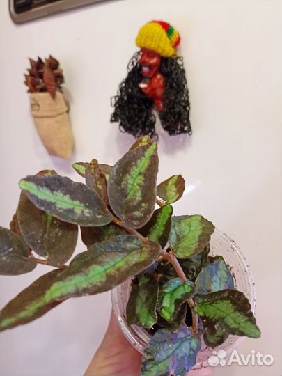 Цветочки комнатные