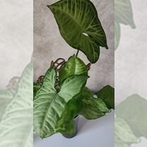 Сингониум Вайт батерфляй