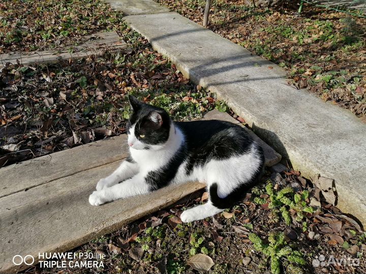 Европейская