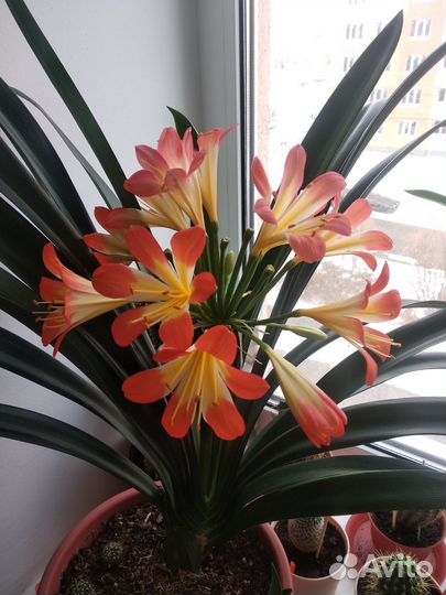 Комнатные цветы кливия