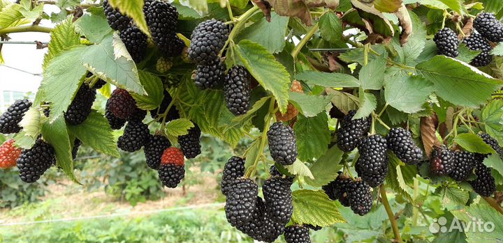 Саженцы ежевики небеса могут подождать