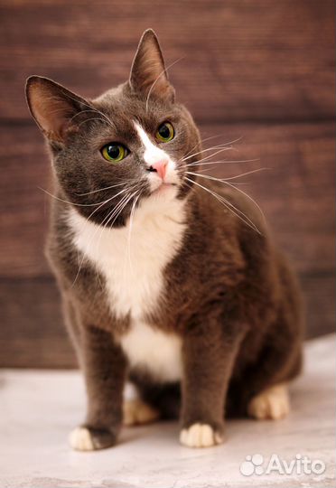 Кот 3 года