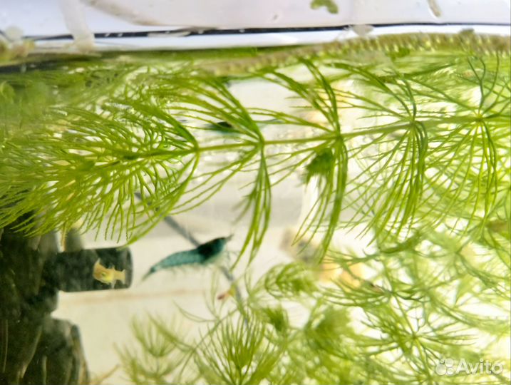 Креветки блю дрим