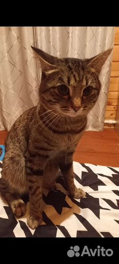 Потерялся кот