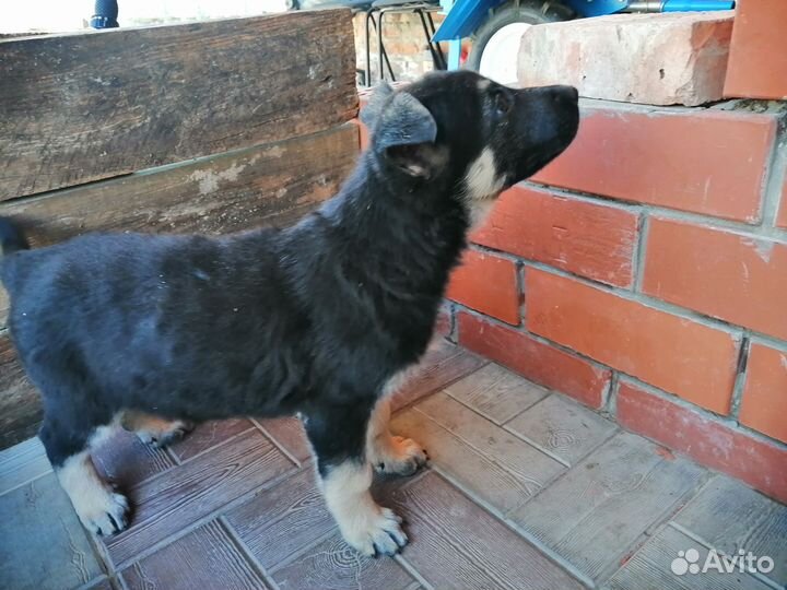 Восточноевропейская овчарка