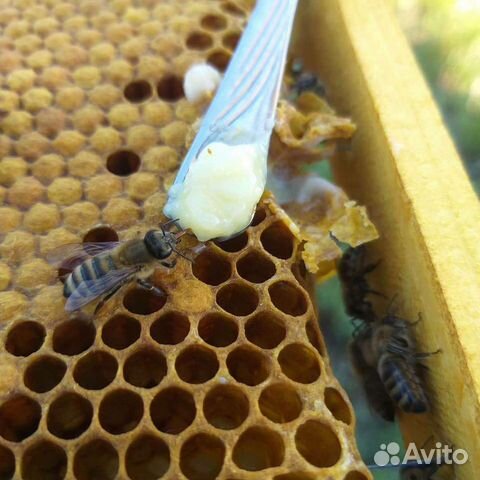 Маточное молочко свежее Тюмень