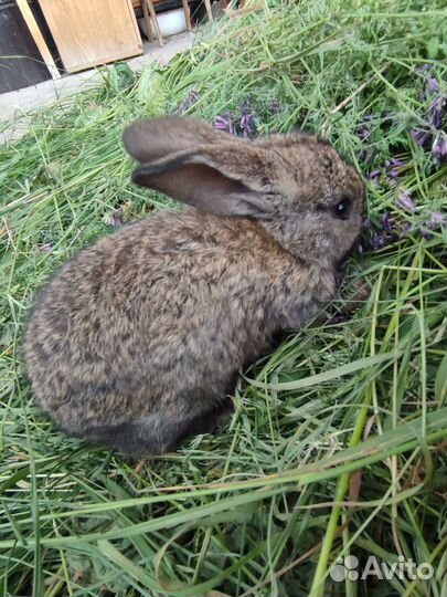 Продам крольчат