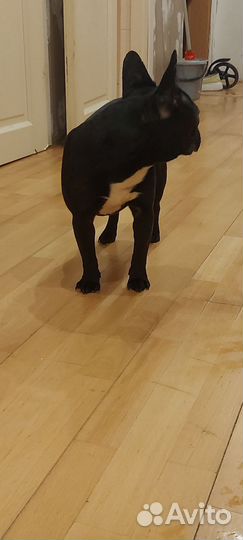 Продажа собак щенков