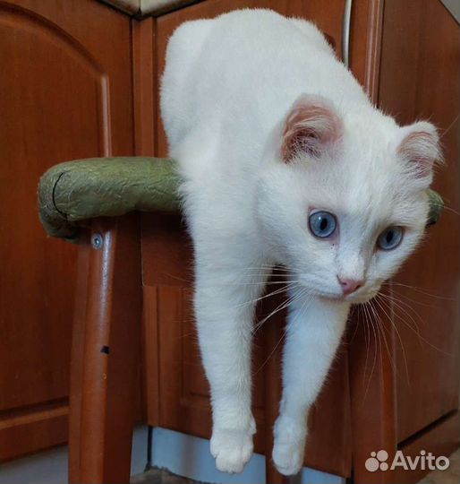 Кошка потерялась, потерялась белая кошка