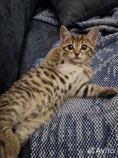 Котенок в добрые руки