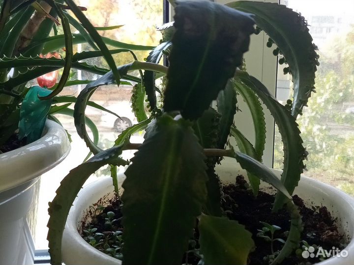 Золотой ус, алоэ, декабрист розовый