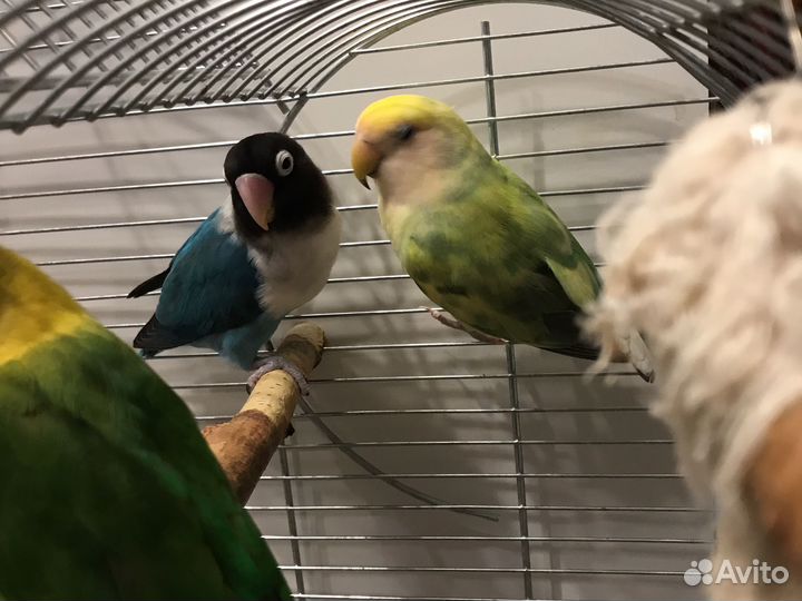 Попугаи пара
