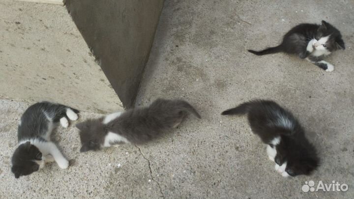 Отдам котят в добрые руки