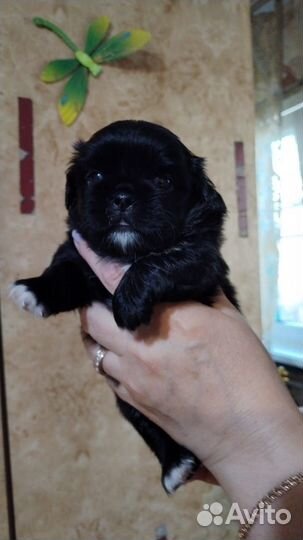 Щенки пекинеса