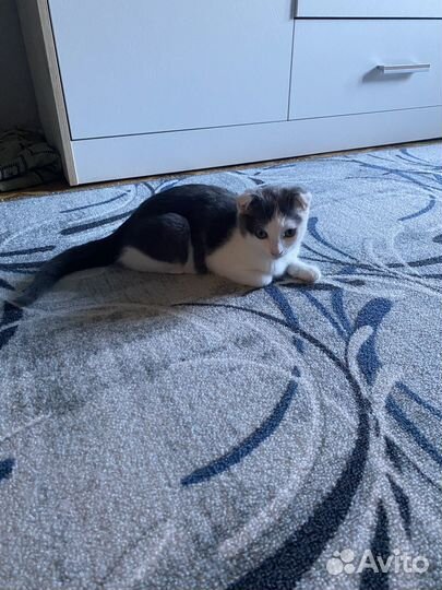 Отдам котенка вислоухого