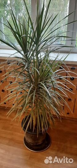 Комнатные растения