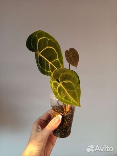 Антуриум кларинервиум