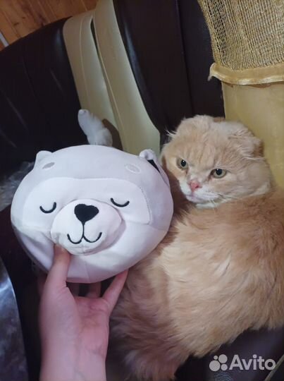 Шотландский кот вязка