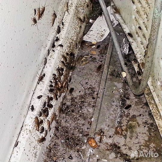 Дезинфекция Уничтожение тараканов, клопов, клещей