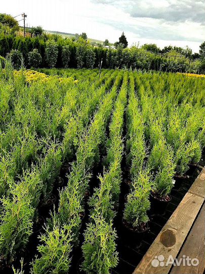 Высокая туя на участок Колумна