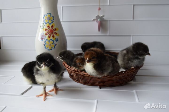 Инкубационное яйцо