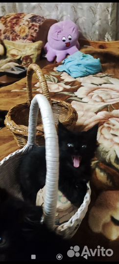 Котята мейн-кун