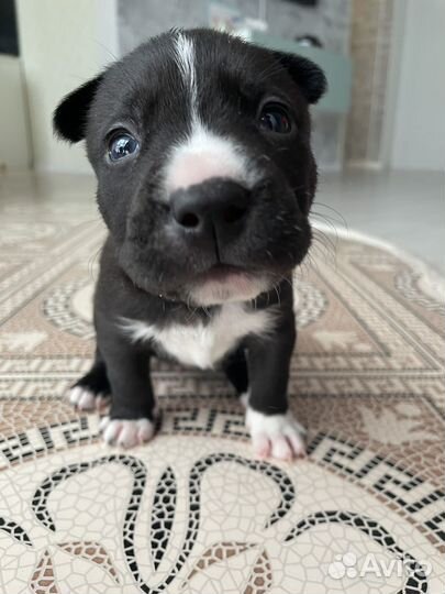 Щенки стаффорда