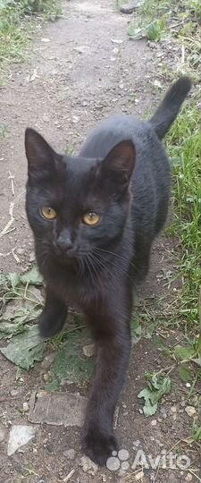 Котик Уголёк