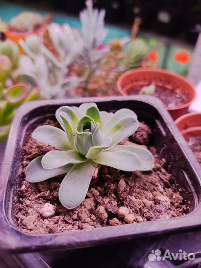 Суккуленты