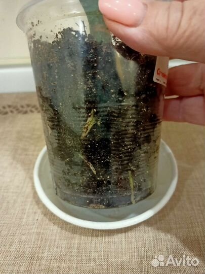 Аглаонема Мария