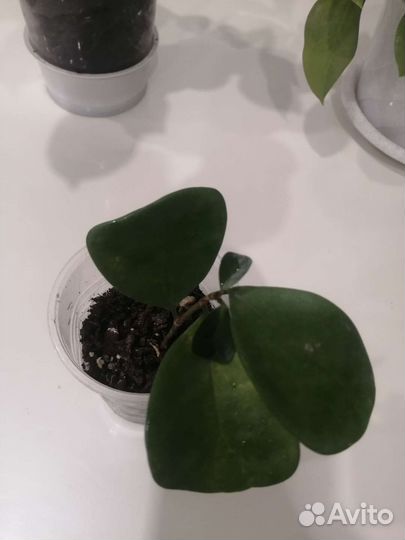 Фикус триангулярис