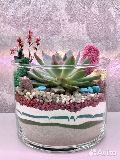 Флорариум с эхеверией