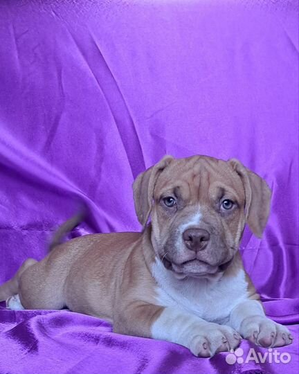 Щенки американский булли