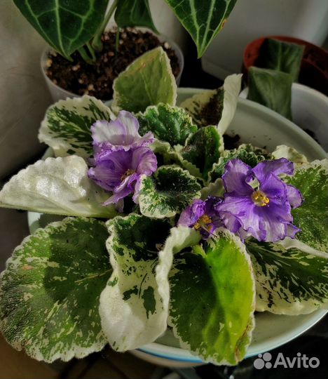 Фиалки сортовые