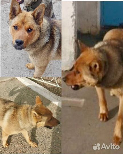 Найдена собака