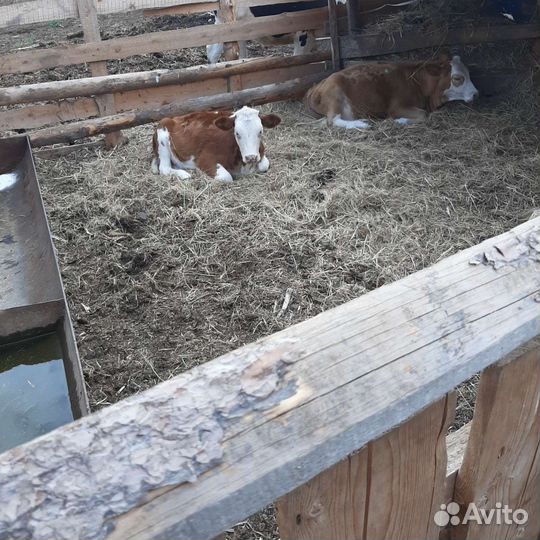 Фермерское хозяйство